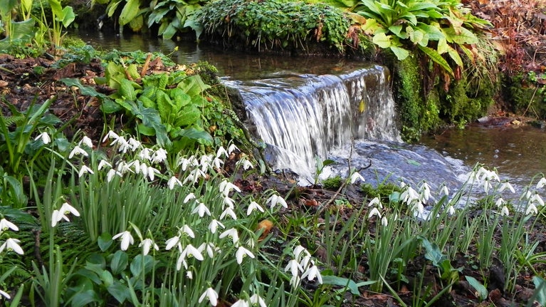 Snowdrops flowering beside the stream at Trengwainton Garden, Cornwall